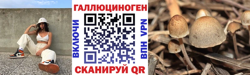 МЕГА ТОР  Электрогорск  Галлюциногенные грибы прущие грибы 